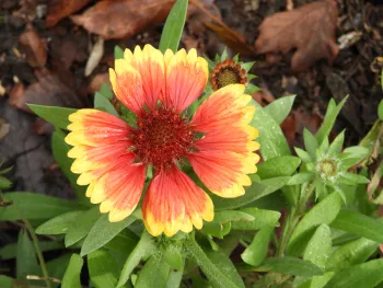 Orange and yellow gallardia flower.