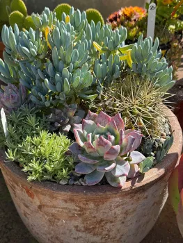 Succulents planted in a terra cotta pot