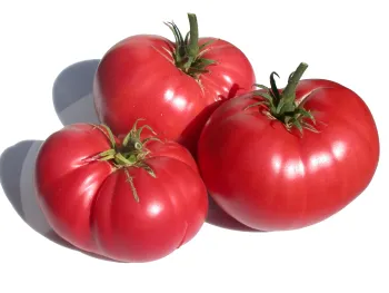 Three red tomatoes
