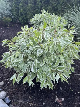 A variegated Red Twig Dogwood, Cornus alba "Elegantissima", a 3 foot high and round specimen in shady garden setting.