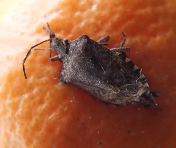 A brown marmorated stink bug on a tangerine. (Photo by Kathy Keatley Garvey)