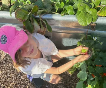 child picking strawberries