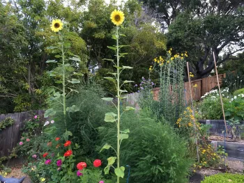 perennial sunflowers Jerusalem artichokes standing tall over the garden
