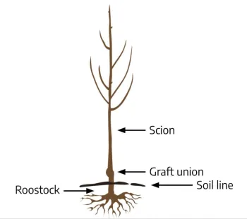 A simple drawing picturing a rootstock, graft union and scion on a small tree