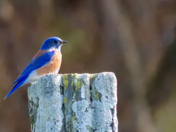 Male Western Bluebird on lichen-covered fence post. Maren S. Smith