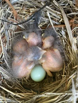 Western Bluebird hatchlings and an unhatched egg. Maren S. Smith