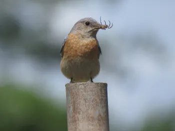 Western Bluebird with lunch. Maren S. Smith