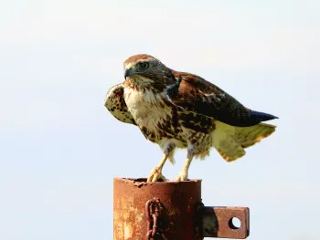 Red-tailed hawk. Santiago Manfrim