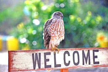Sharp-shinned hawk. Ken Martin