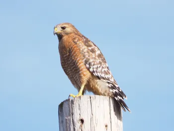 Swainson's hawk. Peggi Rodgers