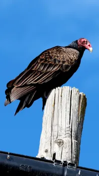 Turkey vulture. Santiago Manfrim