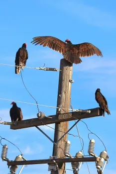Turkey vultures on telephone pole. Santiago Manfrim