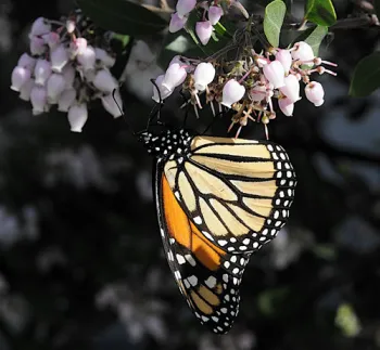 Monarch butterfly on a blooming manzanita in El Cerrito in early January