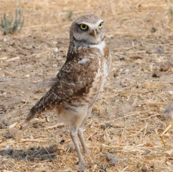Burrowing owl. UC Davis