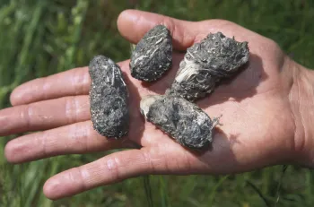 Owl pellets. UC ANR