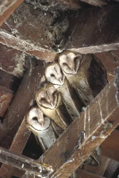 Young barn owls on rafter. UC ANR