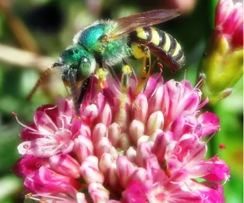 Sweat bee on a buckwheat flower