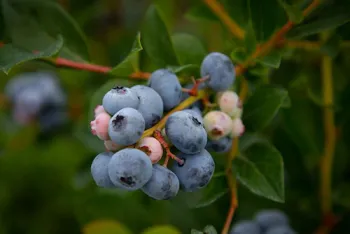 Blueberries_Photo Pexels_Mark Stebnicki