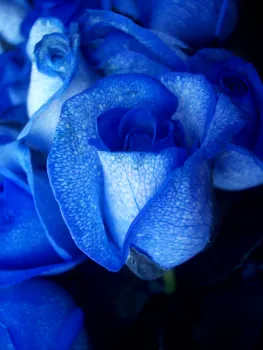 Blue-tinted roses