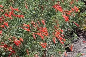 California Fuchsia bush in bloom
