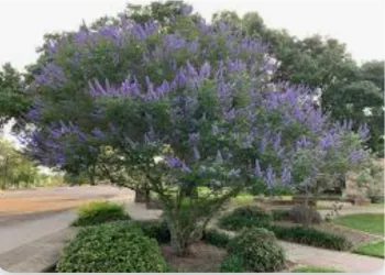 photo of large blooming tree with purple flowers