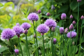 Chives have edible stalks and flowers