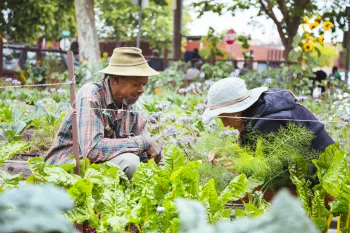two growers crouch low in a field inspecting something unseen