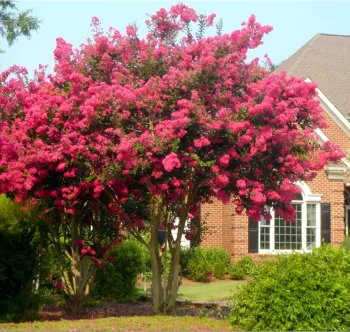 photo of mid size tree with red flowers