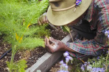 A grower crouches to inspect a plant with a magnifying glass