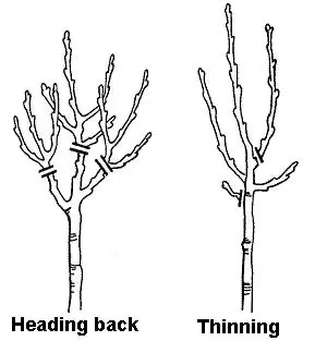 Drawing showing different types of fruit tree pruning - Heading back and thinning