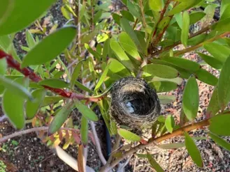 Hummingbird nest made of spider web silk with eggshells inside