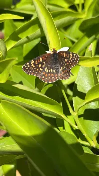 Variable Checkerspot (Euphydryas chalcedona) on a Mandarin Orange blossom with a leafy background