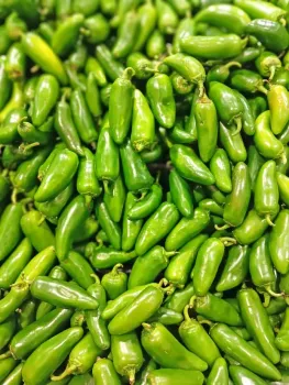Close up of many small bright green and shiny peppers, some straight, some curved, and some turning slightly yellow.