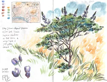 Nature Journal of Robin Lee Carlson in watercolor showing silver bush lupine.
