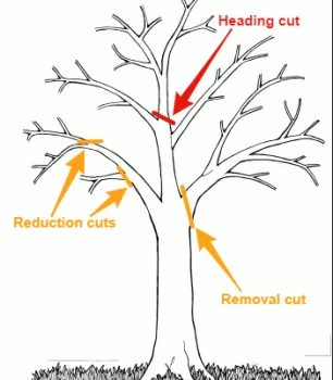 Simple drawing showing different techniques in tree pruning