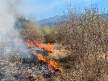 Prescribed fire for cultural objectives. Moderate flames are consuming dried understory plants and larger shrubs.