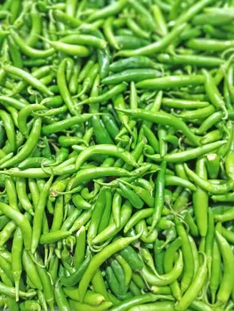 Close-up of a pile of bright green serrano peppers, thin, shiny and curved.