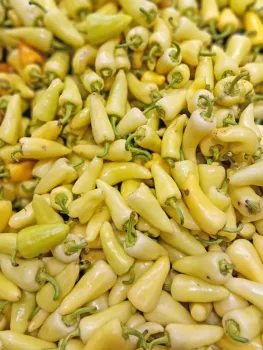 A close-up of light yellow, waxy peppers in a pile, all with bumpy, slightly curved unique shapes.