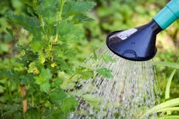 watering green herb