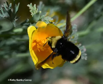 Bumble bee heading toward California golden poppy