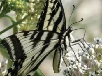 black and white striped butterfly on a white flower