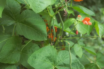 Scarlet runner bean vine with small beans and flowers