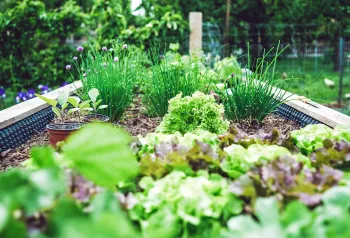 garden bed with a variety of plants