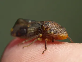 glassy-winged sharpshooter