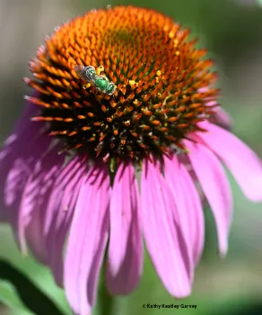 Female metallic green sweat bee, Agapostemon texanus, foraging on a purple coneflower in the UC Davis Ecological Garden.