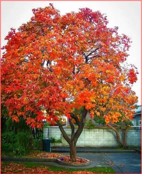 photo of tall persimmon tree with reddish orange leaves