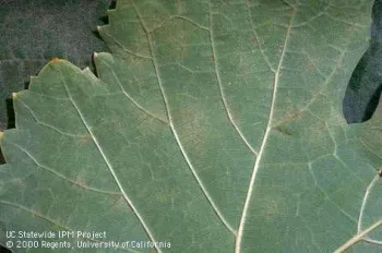 Underside of a large lobed green leaf showing pale veins and slight yellowing along edges