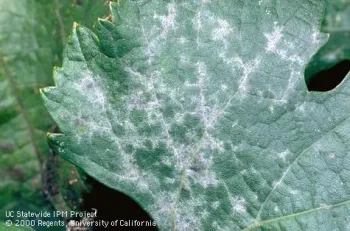 Grape leaf with white powdery mildew patches covering much of its surface.