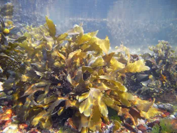 Seaweed contains many bioactive compounds, vitamins, and minerals, that help plants grow, develop, and produce more