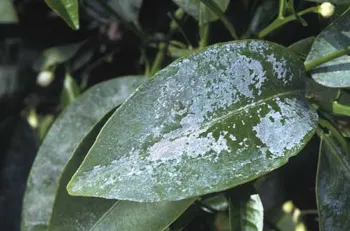 sticky residue from the glassy-winged sharpshooter gives plants a whitewashed appearance